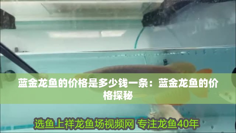 藍金龍魚的價格是多少錢一條：藍金龍魚的價格探秘