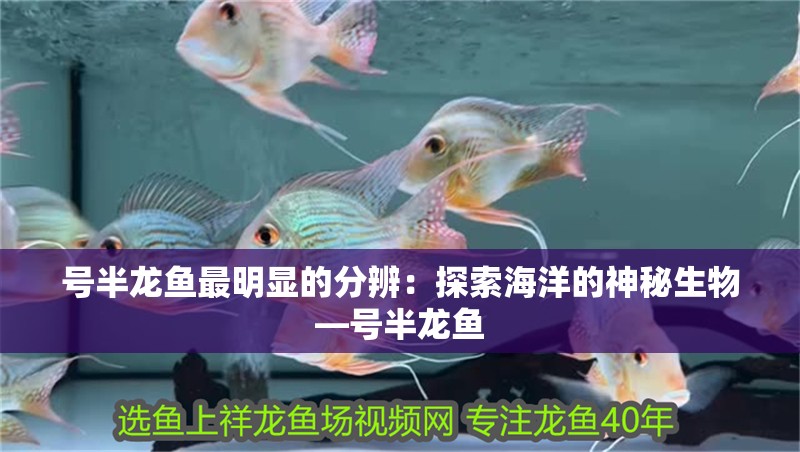 號半龍魚最明顯的分辨：探索海洋的神秘生物—號半龍魚