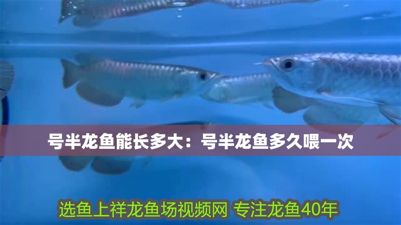 號半龍魚能長多大：號半龍魚多久喂一次
