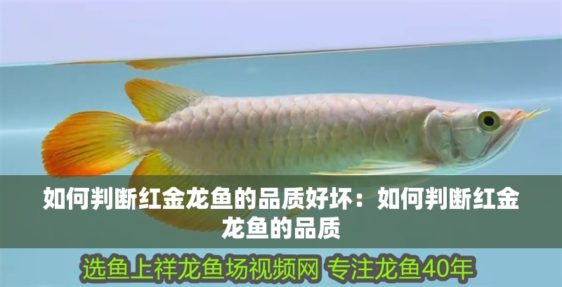 如何判斷紅金龍魚的品質(zhì)好壞：如何判斷紅金龍魚的品質(zhì)