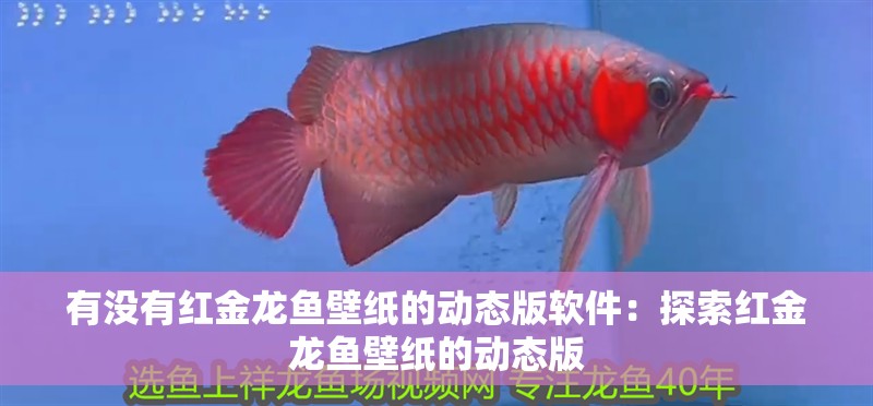 有沒有紅金龍魚壁紙的動態(tài)版軟件：探索紅金龍魚壁紙的動態(tài)版