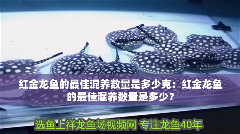 紅金龍魚的最佳混養數量是多少克：紅金龍魚的最佳混養數量是多少？
