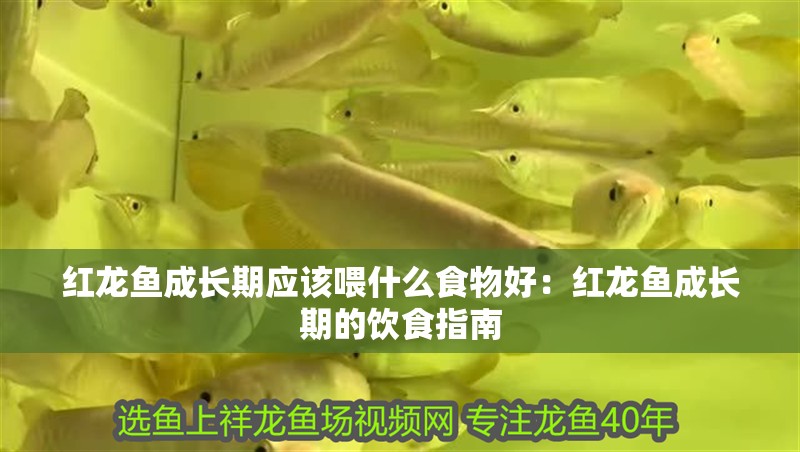 紅龍魚成長期應該喂什么食物好：紅龍魚成長期的飲食指南