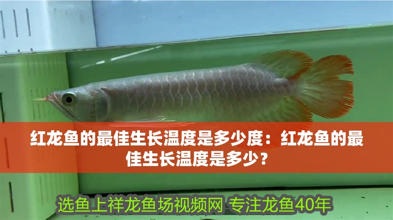 紅龍魚的最佳生長(zhǎng)溫度是多少度：紅龍魚的最佳生長(zhǎng)溫度是多少？