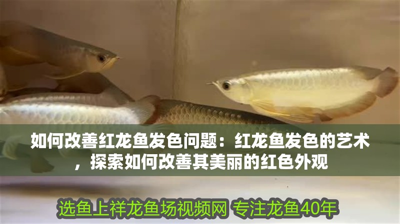 如何改善紅龍魚發色問題：紅龍魚發色的藝術，探索如何改善其美麗的紅色外觀