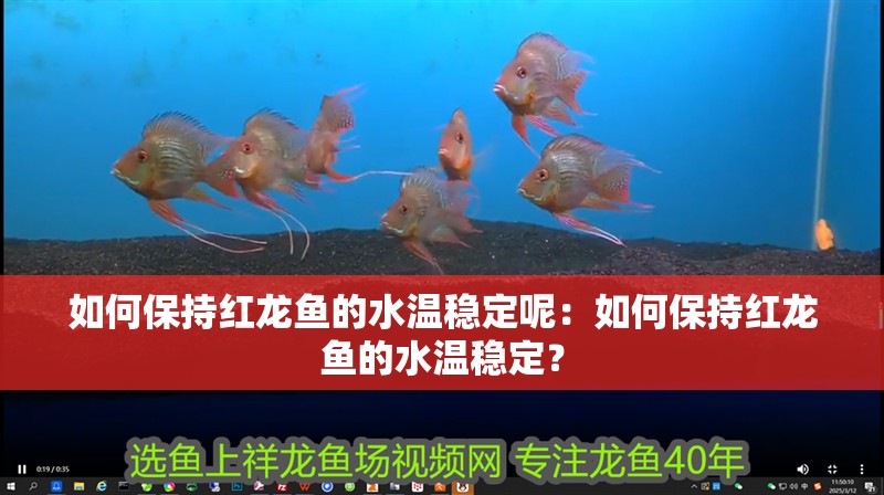 如何保持紅龍魚的水溫穩(wěn)定呢：如何保持紅龍魚的水溫穩(wěn)定？