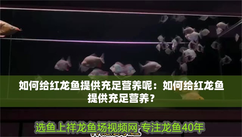 如何給紅龍魚提供充足營養呢：如何給紅龍魚提供充足營養？