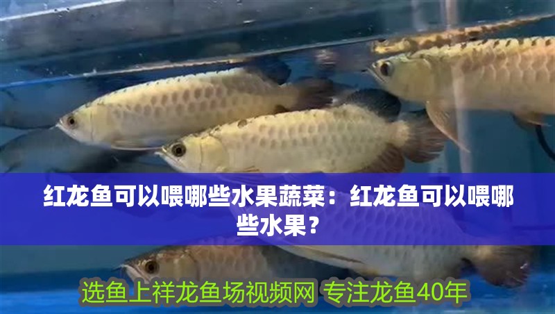 紅龍魚可以喂哪些水果蔬菜：紅龍魚可以喂哪些水果？