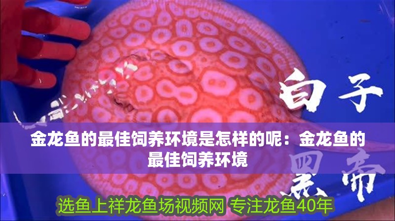 金龍魚的最佳飼養環境是怎樣的呢：金龍魚的最佳飼養環境