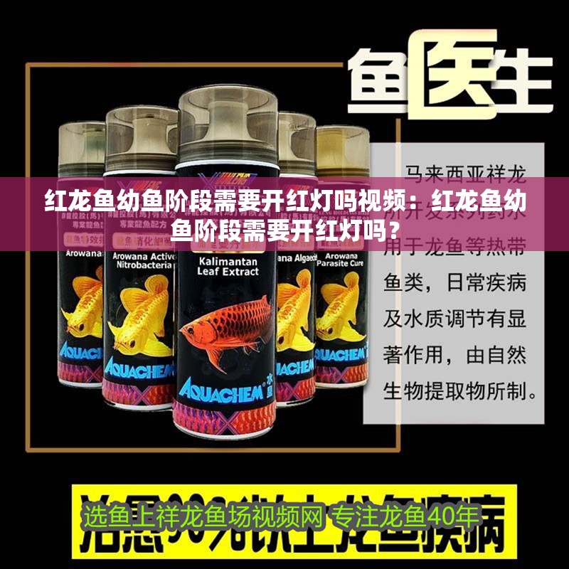 紅龍魚幼魚階段需要開紅燈嗎視頻：紅龍魚幼魚階段需要開紅燈嗎？