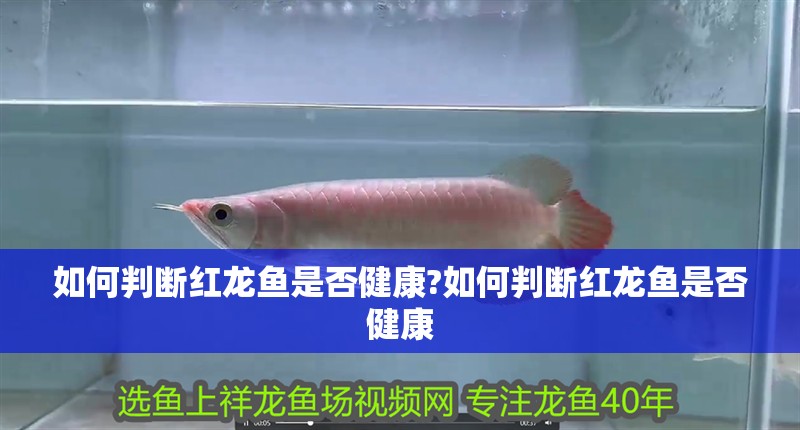 如何判斷紅龍魚(yú)是否健康?如何判斷紅龍魚(yú)是否健康