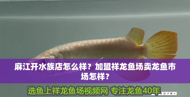 <strong><mark>麻江</mark></strong>開水族店怎么樣？加盟祥龍魚場賣龍魚市場怎樣？