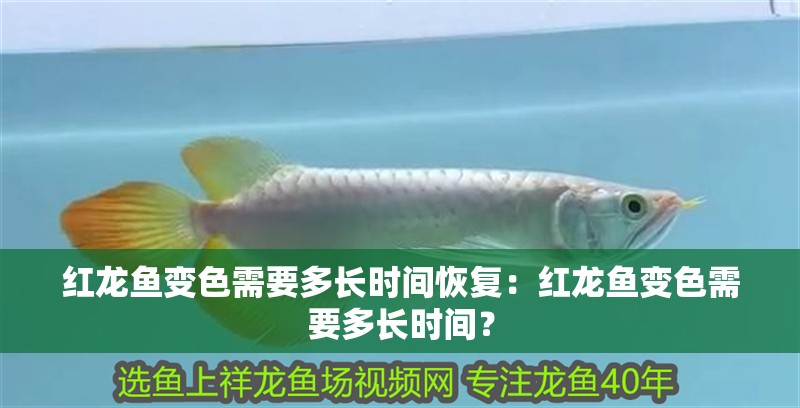 紅龍魚變色需要多長時(shí)間恢復(fù)：紅龍魚變色需要多長時(shí)間？