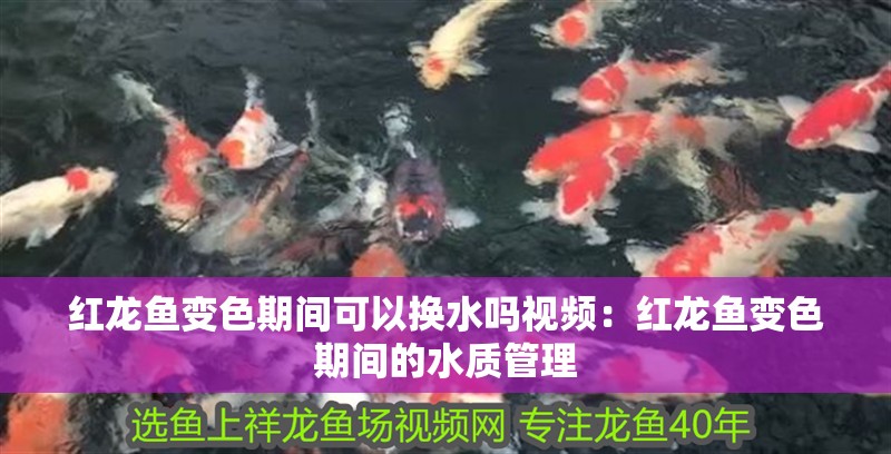 紅龍魚變色期間可以換水嗎視頻：紅龍魚變色期間的水質(zhì)管理