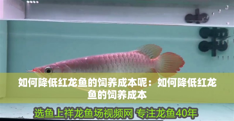 如何降低紅龍魚(yú)的飼養(yǎng)成本呢：如何降低紅龍魚(yú)的飼養(yǎng)成本