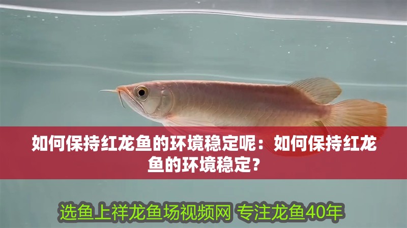 如何保持紅龍魚的環境穩定呢：如何保持紅龍魚的環境穩定？