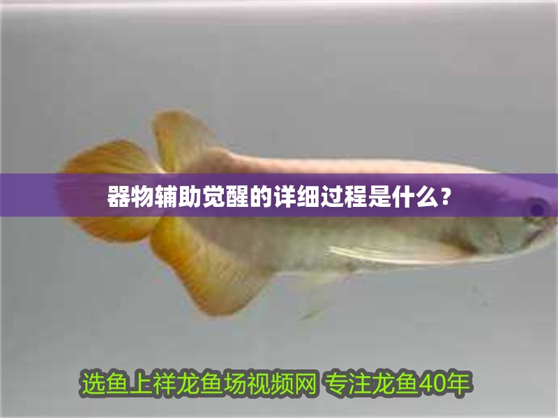 器物輔助覺醒的詳細過程是什么？
