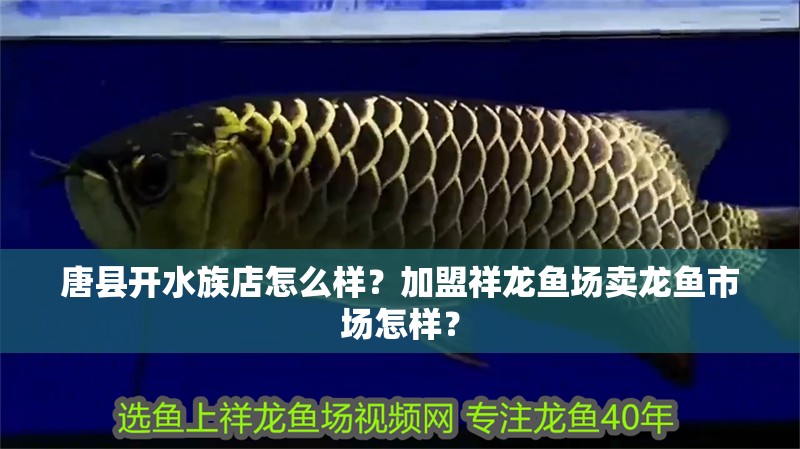 唐縣開水族店怎么樣？加盟祥龍魚場賣龍魚市場怎樣？ 唐縣開水族店怎么樣？加盟祥龍魚場賣龍魚市場怎樣？ 水族館百科（水族館加盟）