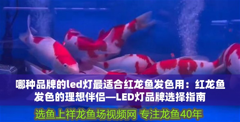哪種品牌的led燈最適合紅龍魚發(fā)色用：紅龍魚發(fā)色的理想伴侶—LED燈品牌選擇指南