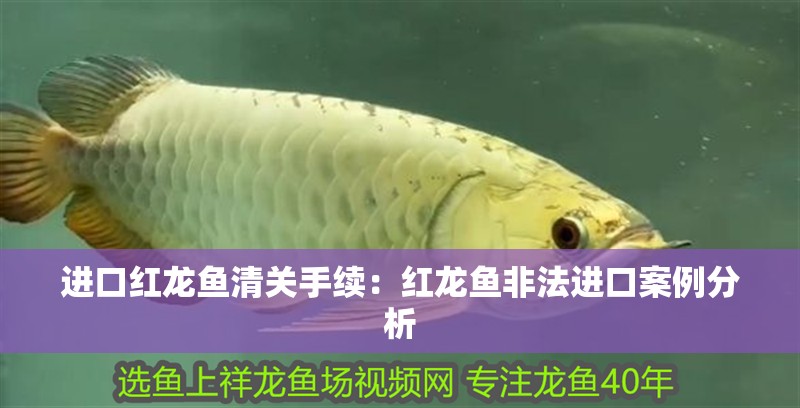 進口紅龍魚清關手續：紅龍魚非法進口案例分析