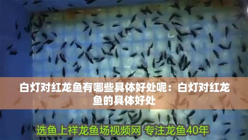 白燈對紅龍魚有哪些具體好處呢：白燈對紅龍魚的具體好處