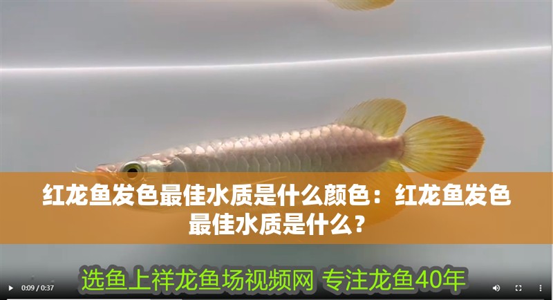紅龍魚發色最佳水質是什么顏色：紅龍魚發色最佳水質是什么？