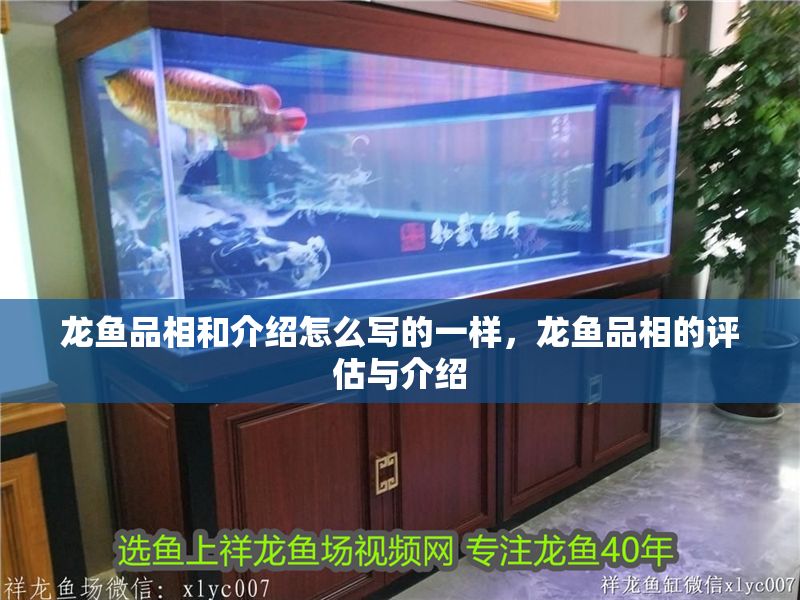 龍魚品相和介紹怎么寫的一樣,龍魚品相的評估與介紹 龍魚百科 第2張 龍魚品相和介紹怎么寫的一樣,龍魚品相的評估與介紹 龍魚品相和介紹怎么寫的一樣,龍魚品相的評估與介紹 龍魚百科 第2張