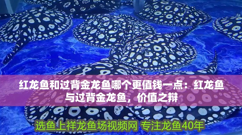 紅龍魚和過背金龍魚哪個(gè)更值錢一點(diǎn)：紅龍魚與過背金龍魚，價(jià)值之辯
