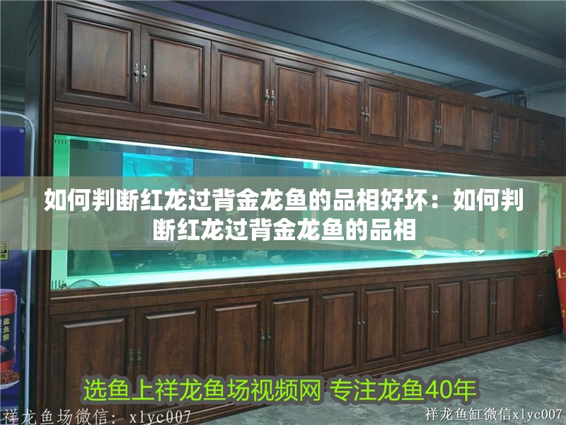 如何判斷紅龍過(guò)背金龍魚(yú)的品相好壞：如何判斷紅龍過(guò)背金龍魚(yú)的品相