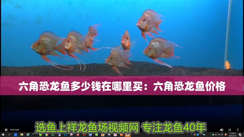 六角恐龍魚多少錢在哪里買：六角恐龍魚價格