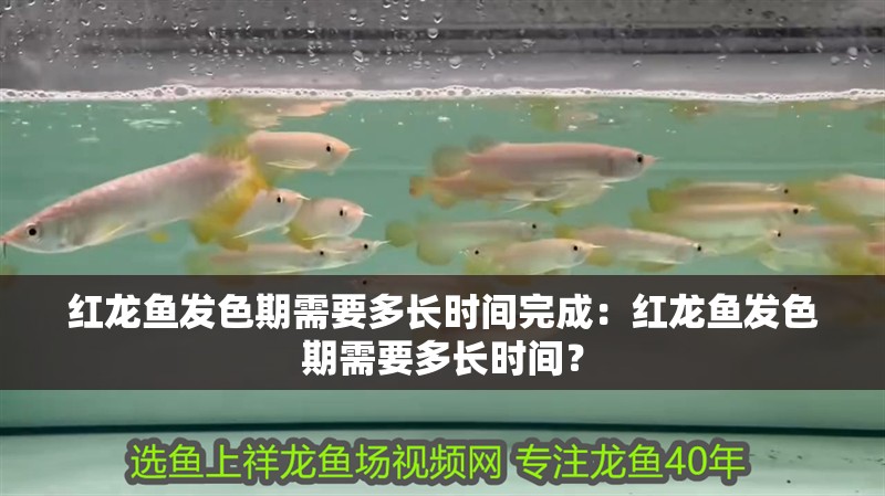 紅龍魚發色期需要多長時間完成：紅龍魚發色期需要多長時間？