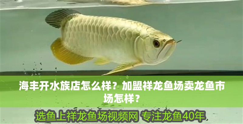海豐開水族店怎么樣？加盟祥龍魚場賣龍魚市場怎樣？