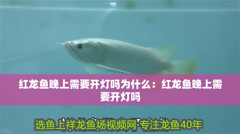 紅龍魚晚上需要開燈嗎為什么：紅龍魚晚上需要開燈嗎