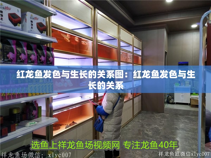 紅龍魚發(fā)色與生長(zhǎng)的關(guān)系圖：紅龍魚發(fā)色與生長(zhǎng)的關(guān)系 紅龍魚發(fā)色與生長(zhǎng)的關(guān)系圖：紅龍魚發(fā)色與生長(zhǎng)的關(guān)系 水族問答