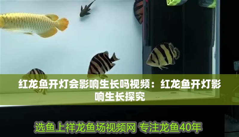 紅龍魚開燈會影響生長嗎視頻：紅龍魚開燈影響生長探究