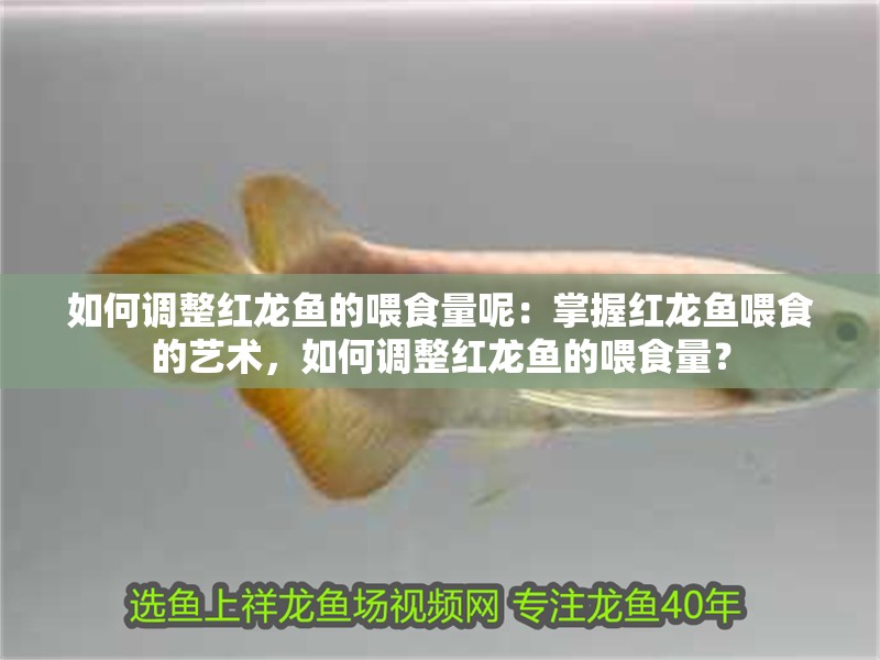 如何調(diào)整紅龍魚的喂食量呢：掌握紅龍魚喂食的藝術(shù)，如何調(diào)整紅龍魚的喂食量？