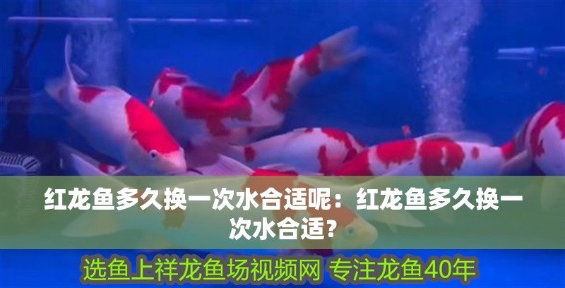 紅龍魚多久換一次水合適呢：紅龍魚多久換一次水合適？