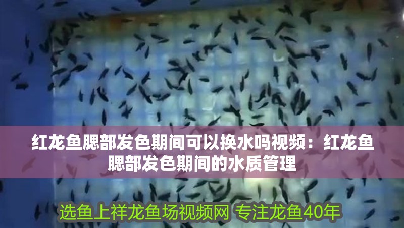 紅龍魚腮部發色期間可以換水嗎視頻：紅龍魚腮部發色期間的水質管理