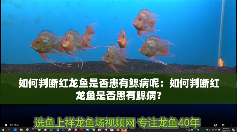 如何判斷紅龍魚是否患有鰓病呢：如何判斷紅龍魚是否患有鰓??？