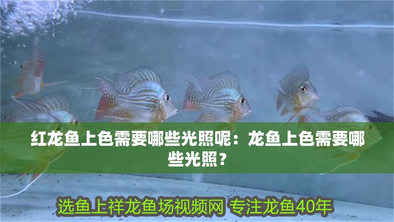 紅龍魚上色需要哪些光照呢：龍魚上色需要哪些光照？