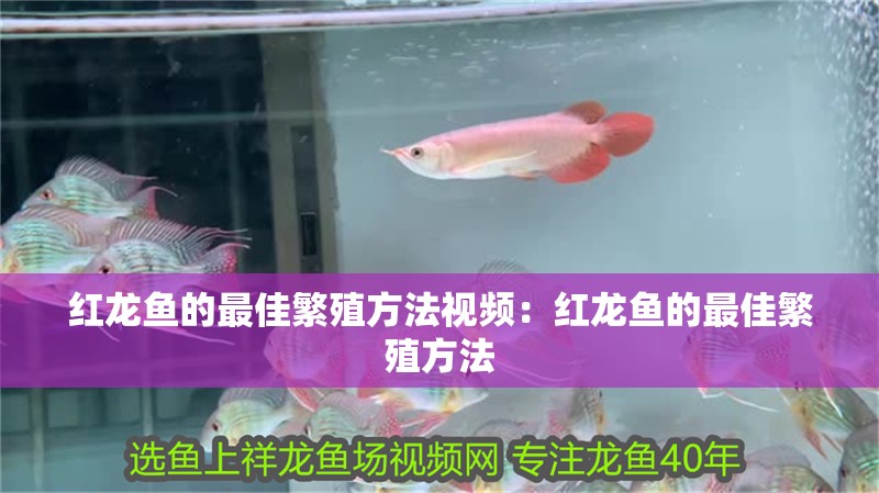 紅龍魚的最佳繁殖方法視頻：紅龍魚的最佳繁殖方法
