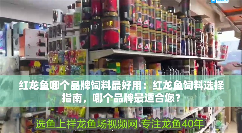 紅龍魚哪個(gè)品牌飼料最好用：紅龍魚飼料選擇指南，哪個(gè)品牌最適合您？