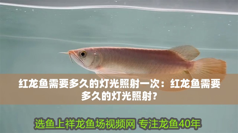 紅龍魚需要多久的燈光照射一次：紅龍魚需要多久的燈光照射？