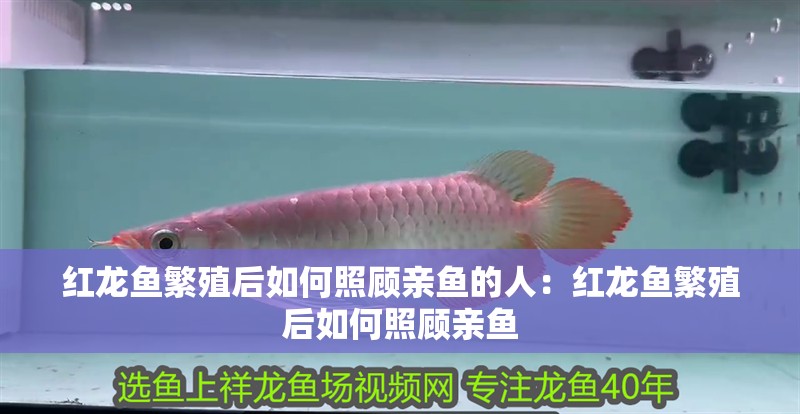 紅龍魚繁殖后如何照顧親魚的人：紅龍魚繁殖后如何照顧親魚