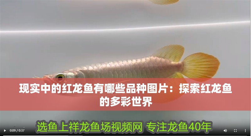 現實中的紅龍魚有哪些品種圖片：探索紅龍魚的多彩世界