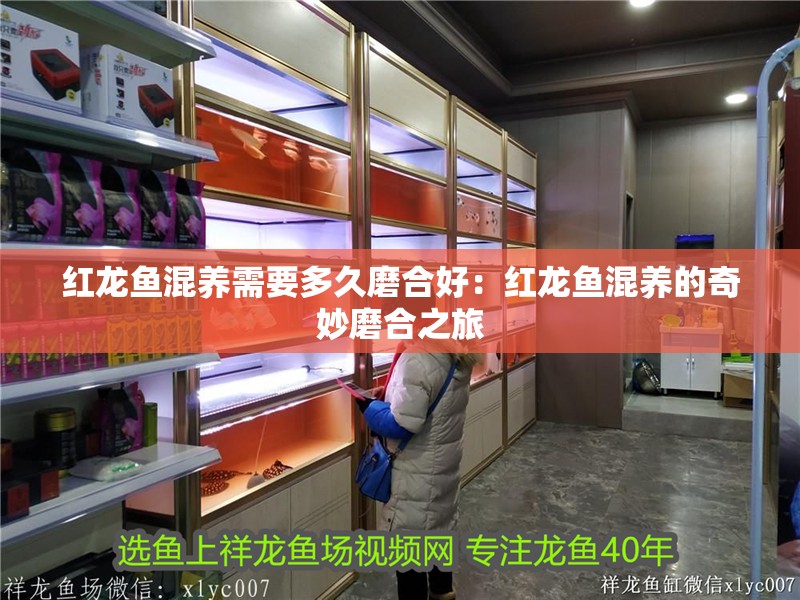 紅龍魚混養需要多久磨合好：紅龍魚混養的奇妙磨合之旅