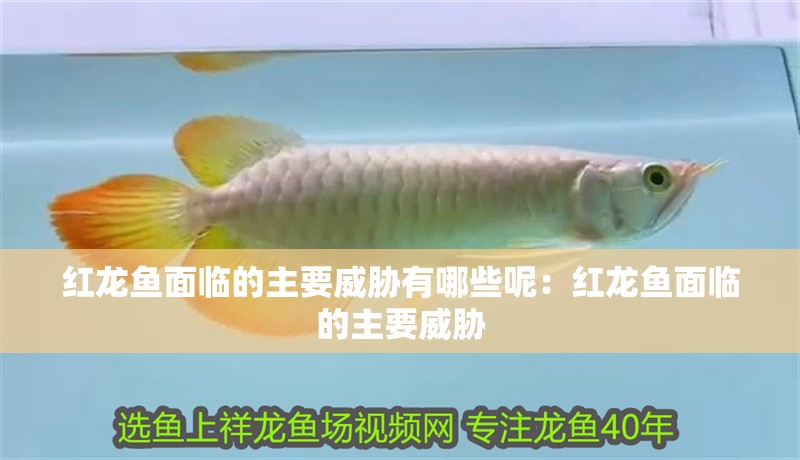 紅龍魚面臨的主要威脅有哪些呢：紅龍魚面臨的主要威脅