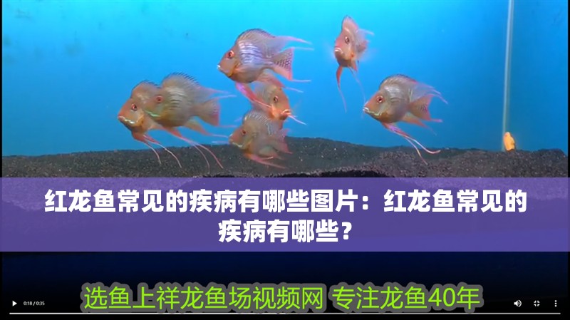紅龍魚(yú)常見(jiàn)的疾病有哪些圖片：紅龍魚(yú)常見(jiàn)的疾病有哪些？