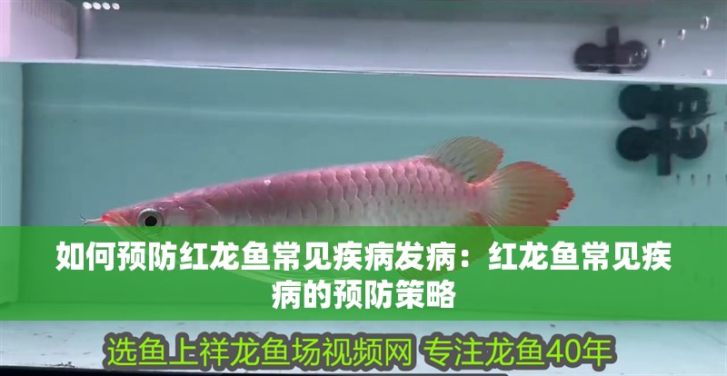 如何預(yù)防紅龍魚常見疾病發(fā)?。杭t龍魚常見疾病的預(yù)防策略
