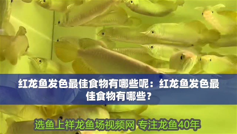 紅龍魚發色最佳食物有哪些呢：紅龍魚發色最佳食物有哪些？